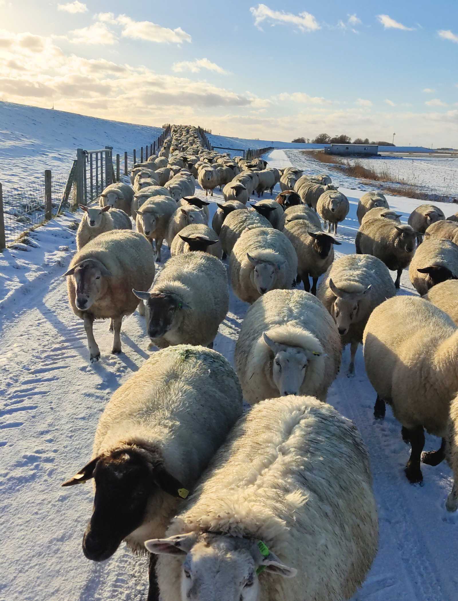 Schafe Winter auf dem Deich