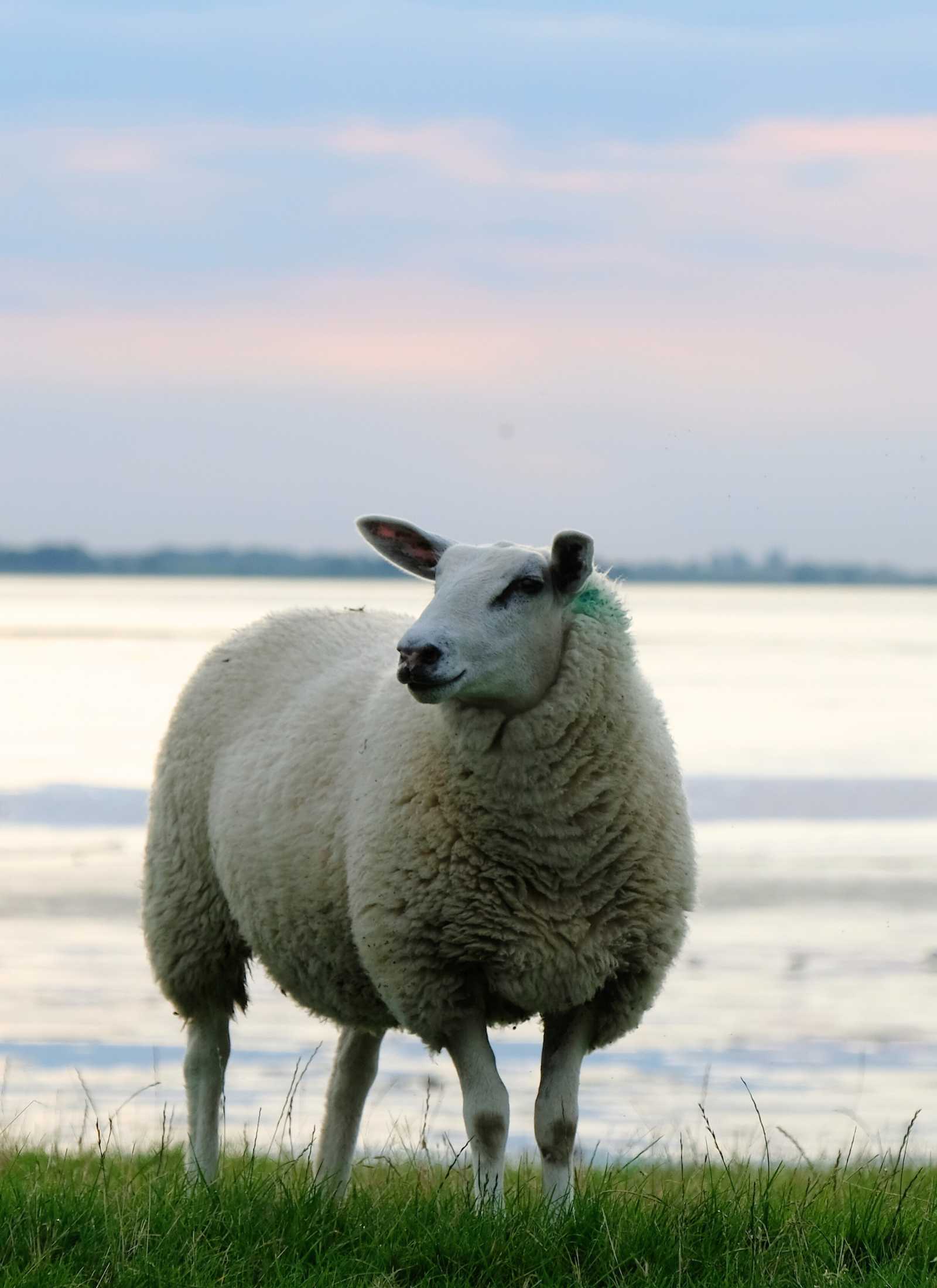 Friesisches Schaf am Deich Abend