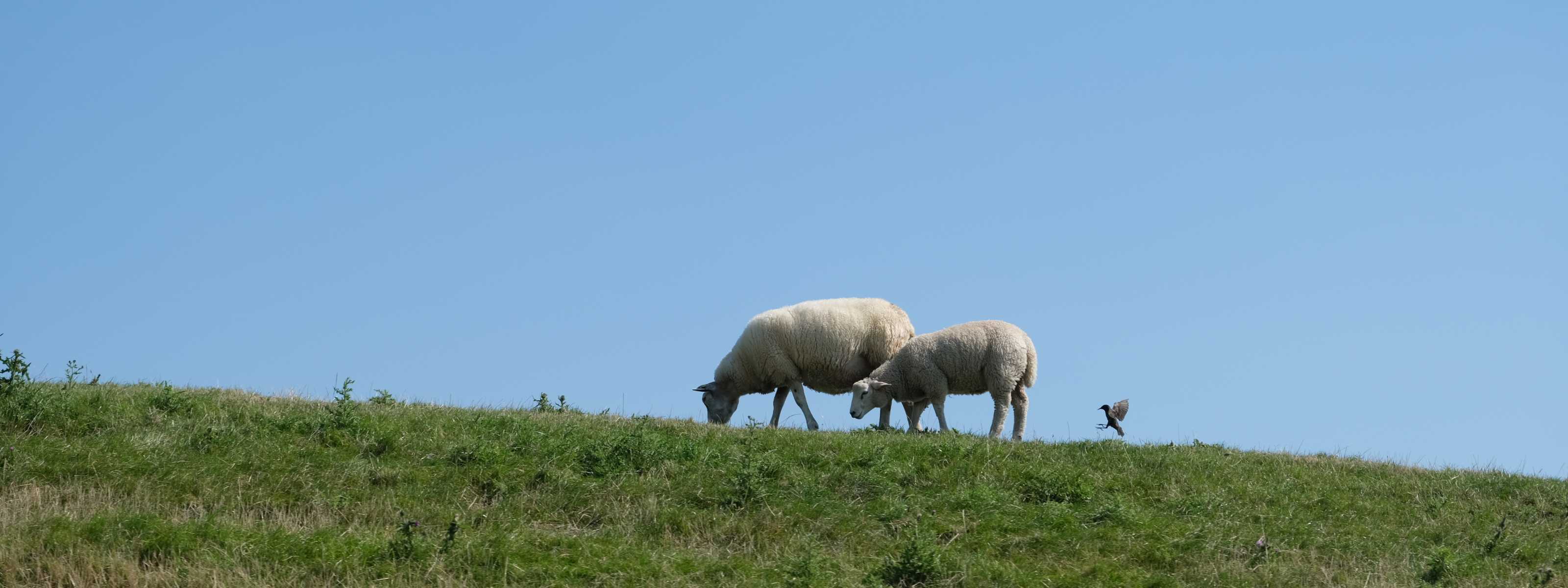 Schafe auf dem Deich - Coastland