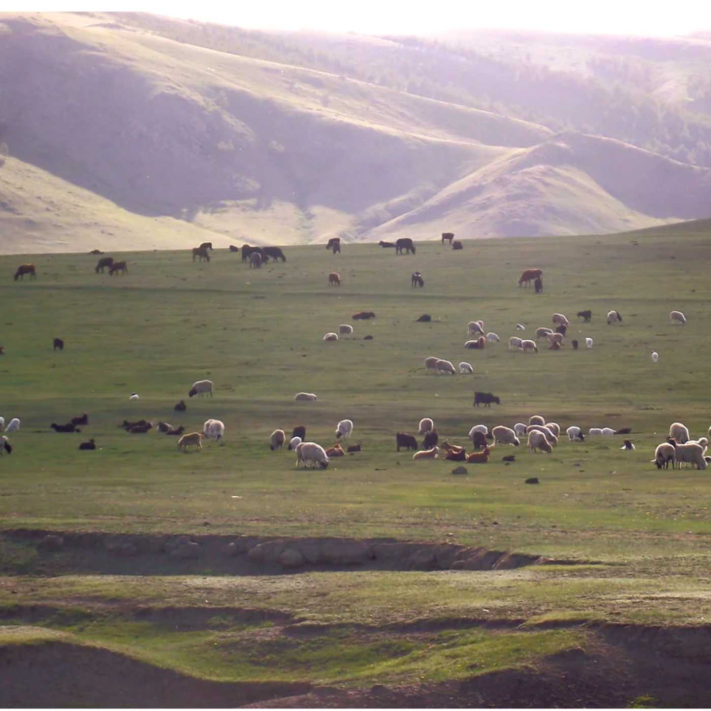 Herde in der Mongolei
