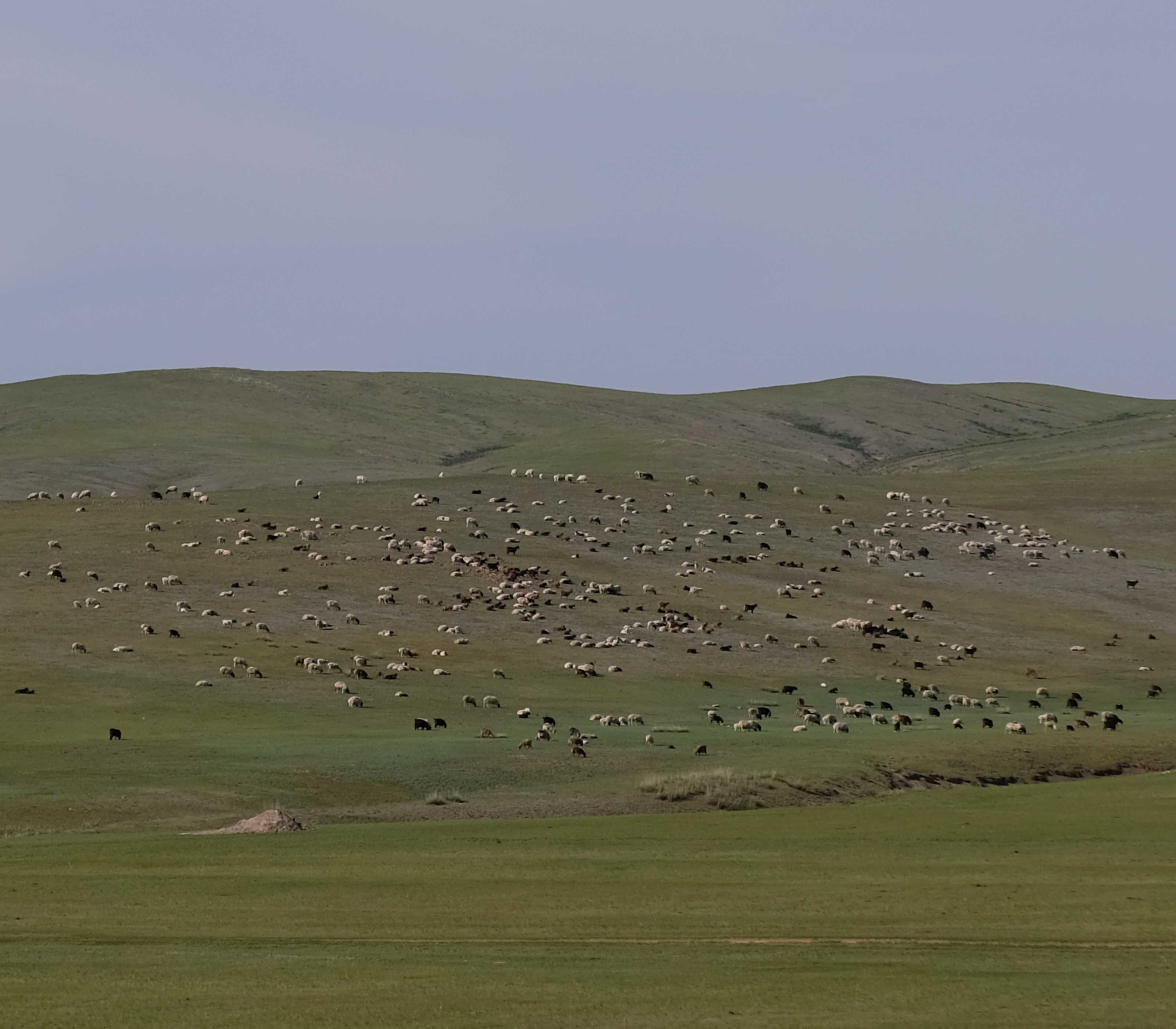 Schafherde in der Mongolei