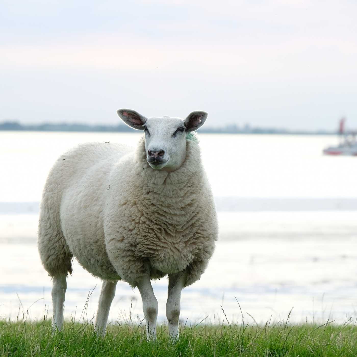Wollschaf auf dem Deich in Friesland
