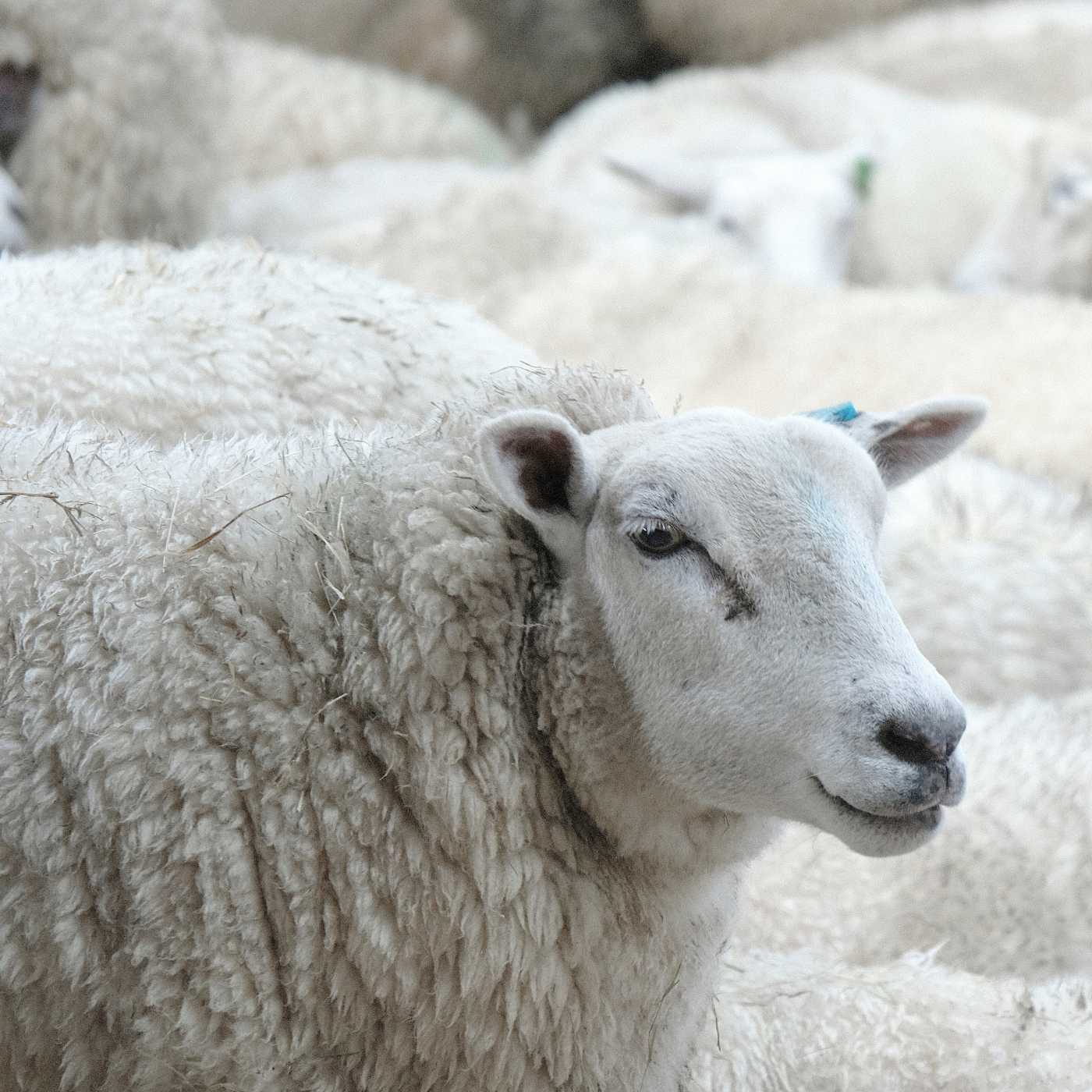 Wollschaf Portrait