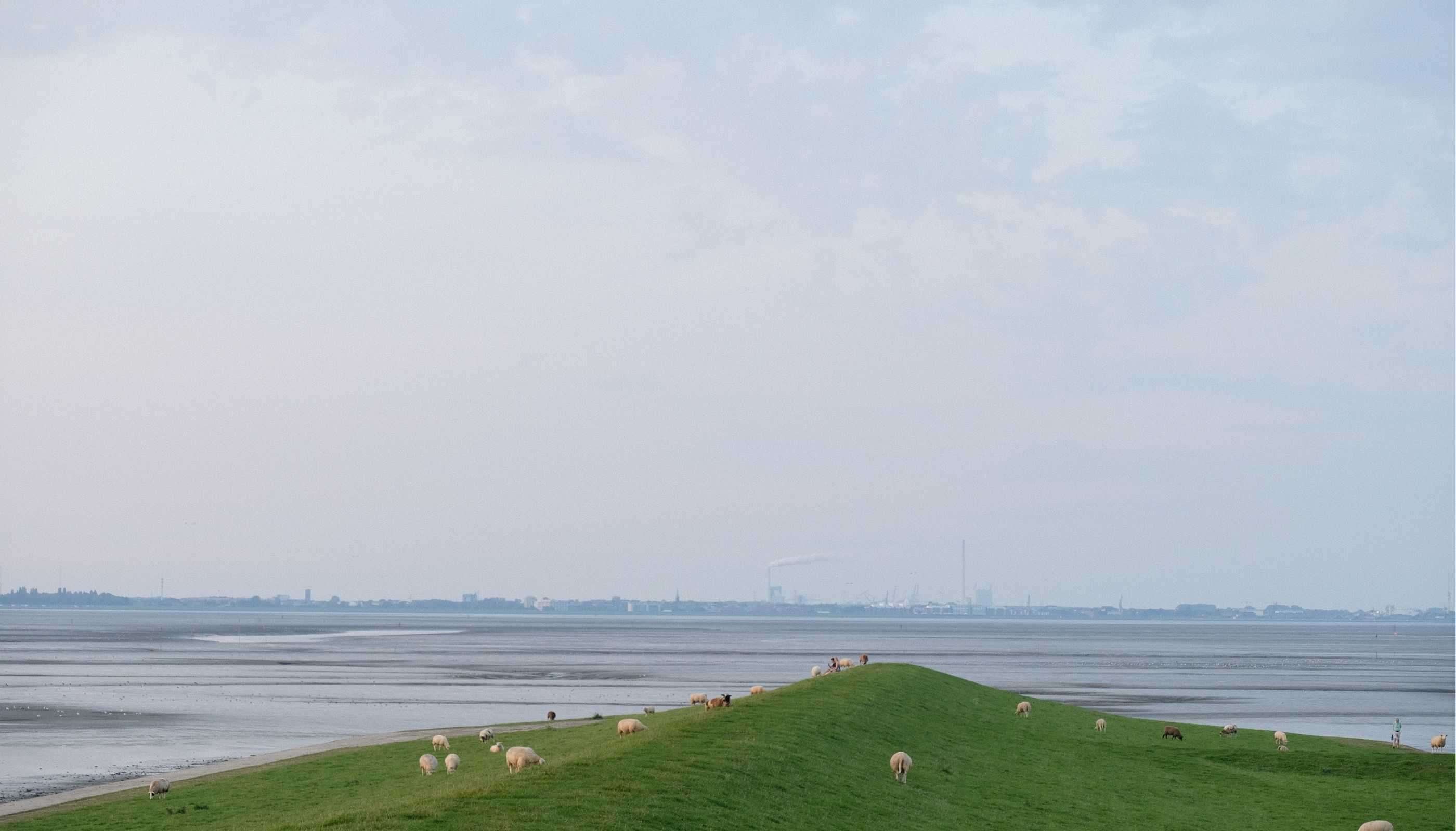 Schafe Deich Friesland