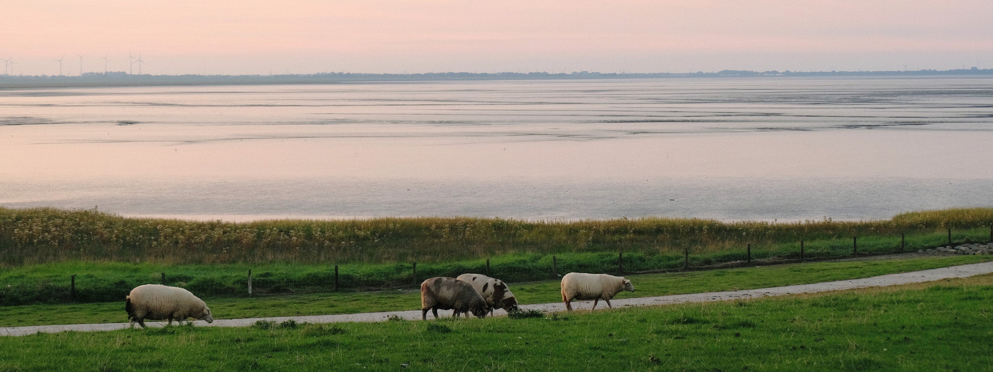 Schafe auf dem Deich in Friesland Abendstimmung