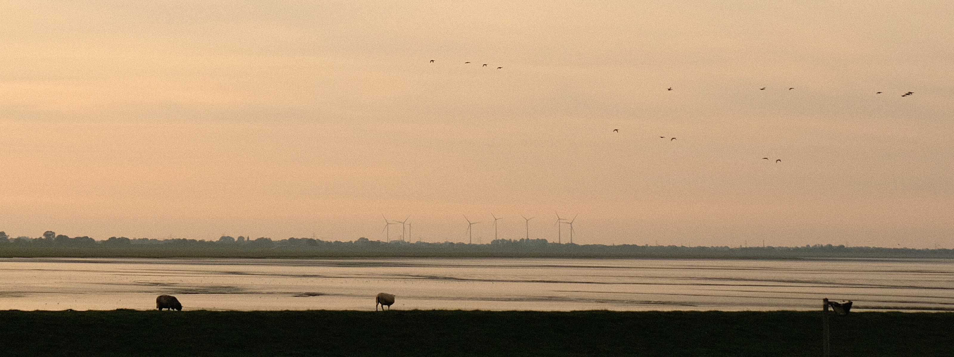 Schafe am Abend in friesland