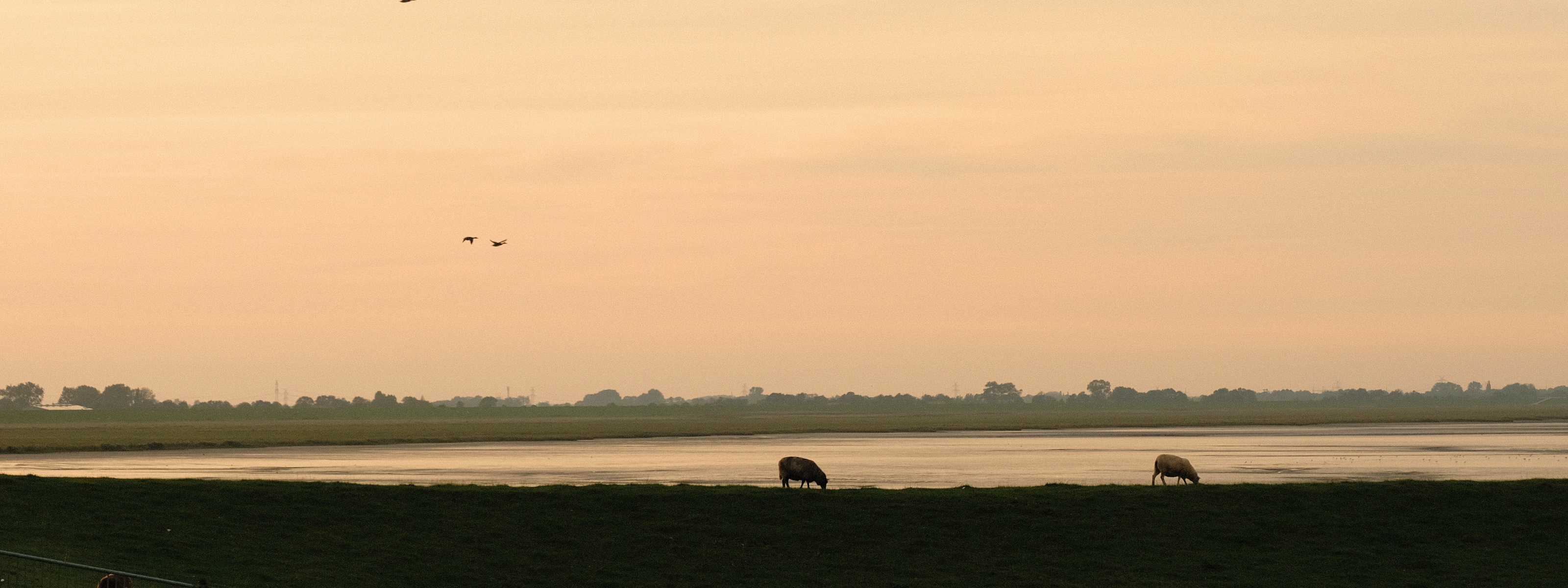 Zwei grasende Schafe Abendstimmung
