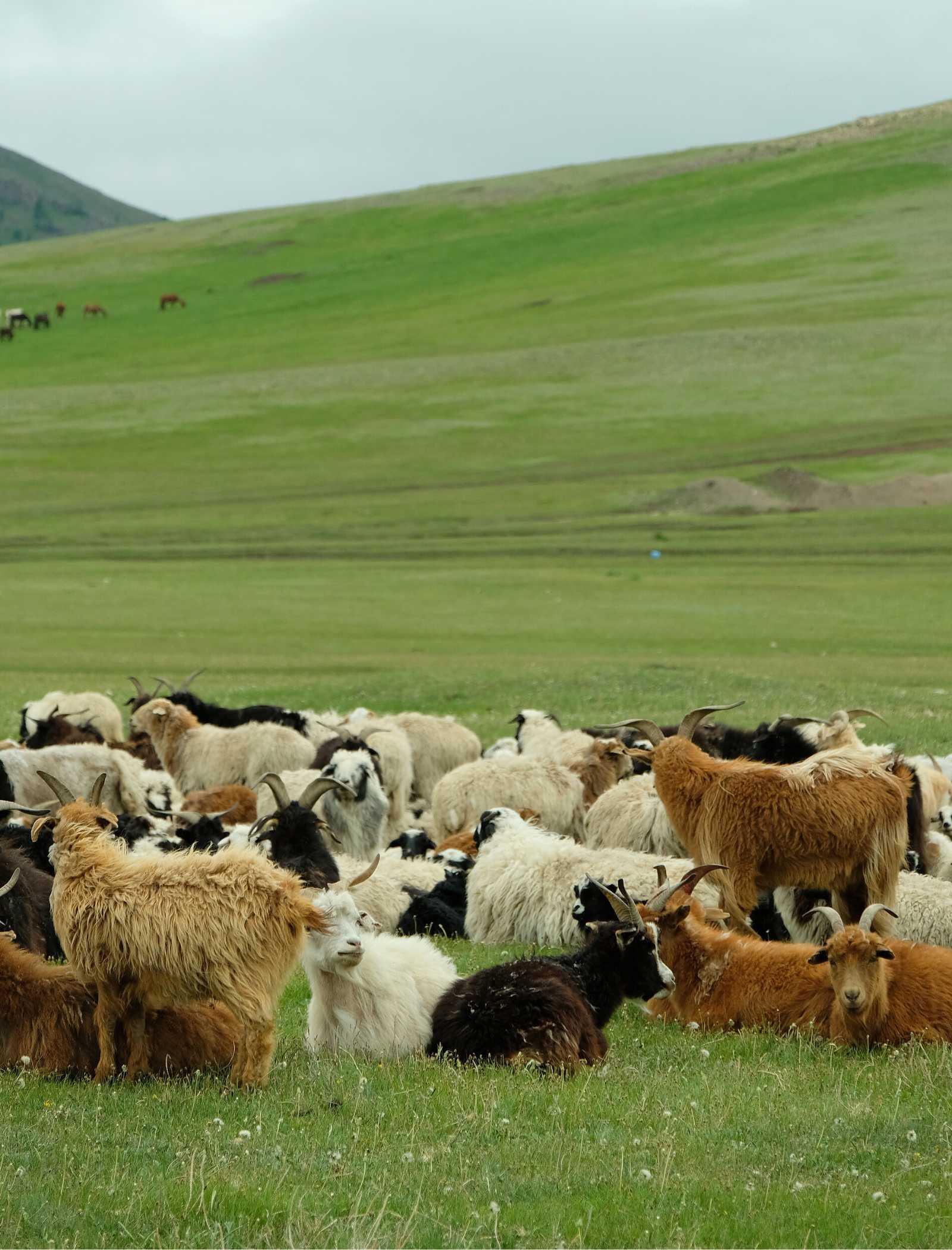 Wollschafe in der Mongolei - Coastland