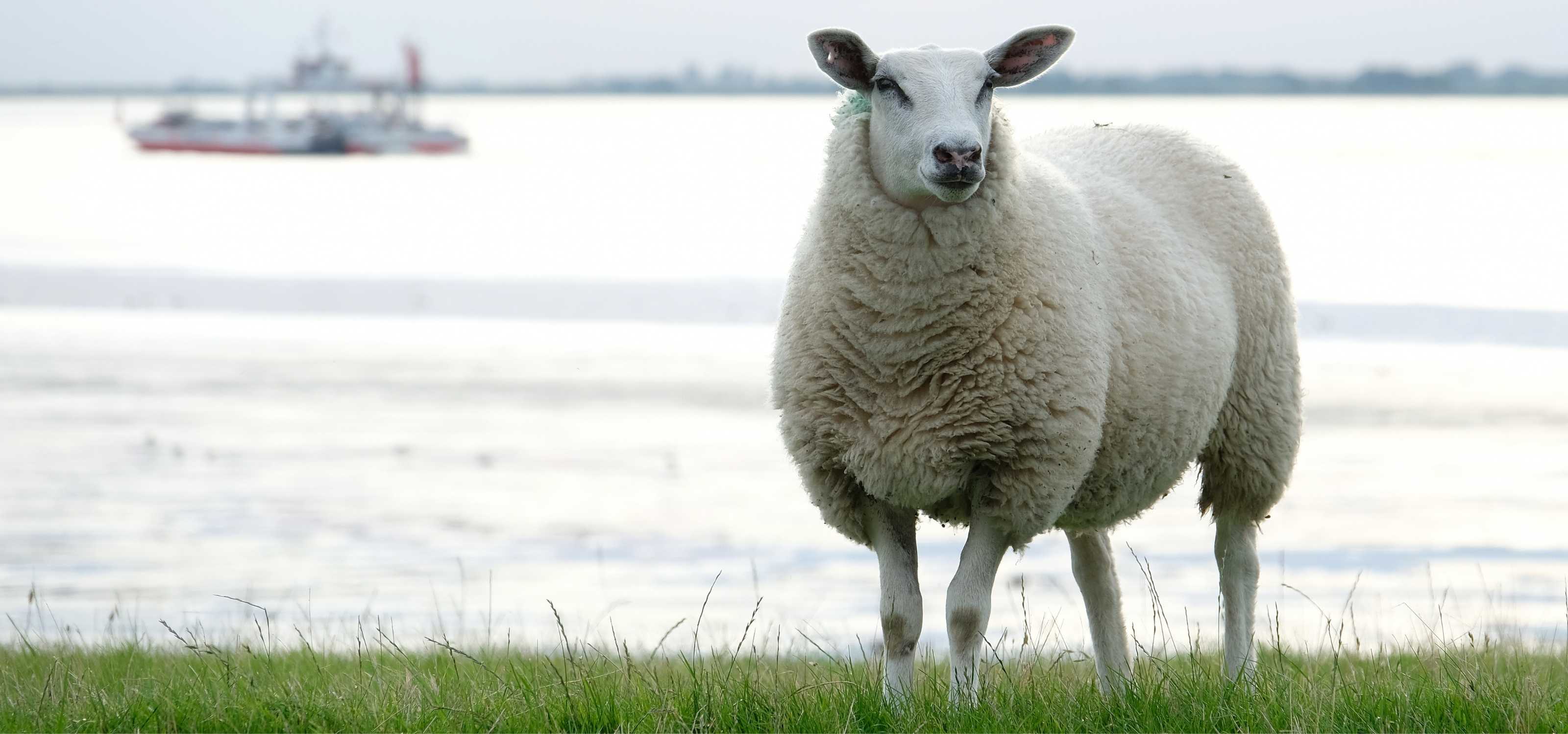 Wir weben am Standort Deutschland hochwertige Wolldecken und Kissen